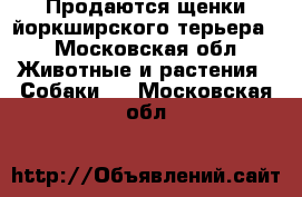 Продаются щенки йоркширского терьера  - Московская обл. Животные и растения » Собаки   . Московская обл.